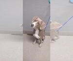 Small American Pit Bull Terrier Mix