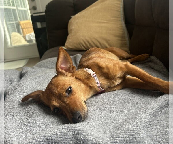 Medium Photo #2 Mutt Puppy For Sale in Royal Palm Beach, FL, USA