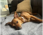 Small #1 Mutt