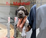 Small Photo #7 Wirehaired Pointing Griffon Puppy For Sale in LEBANON, OH, USA