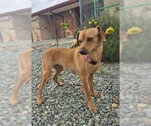 Mutt Dogs for adoption in Jackson, CA, USA