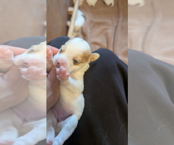 Medium Photo #4 Beagle-Colonial Cocker Spaniel Mix Puppy For Sale in Fort Worth, TX, USA