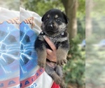 Small Photo #23 German Shepherd Dog Puppy For Sale in CARROLLTON, GA, USA