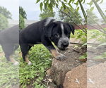 Small #4 Mutt