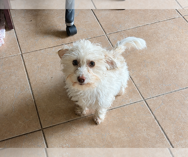 Medium Photo #11 Maltese-Unknown Mix Puppy For Sale in Cranston, RI, USA