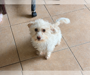 Dash in RI - Male Maltese-Unknown Mix Dog for Adoption - Photo #11