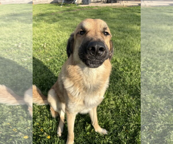 Medium Photo #3 Anatolian Pyrenees Puppy For Sale in McKinney, TX, USA