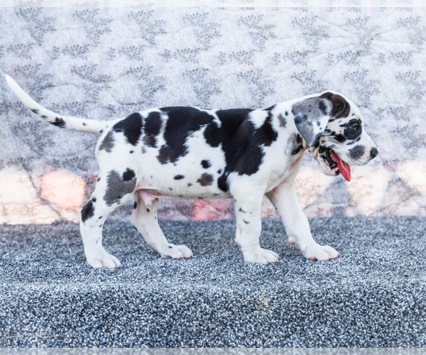 Medium Photo #19 Great Dane Puppy For Sale in WAKARUSA, IN, USA