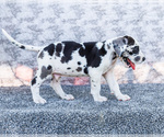 Small #18 Great Dane