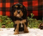 Small Photo #7 Cavalier King Charles Spaniel Puppy For Sale in MARCELLUS, MI, USA
