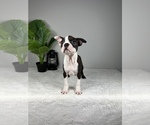 Small Photo #8 Boston Terrier Puppy For Sale in FRANKLIN, IN, USA