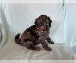 Small #3 Goldendoodle
