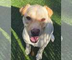 Small Photo #3 Labrador Retriever-Unknown Mix Puppy For Sale in Woodbury, NY, USA