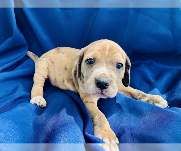 Medium Photo #11 Catahoula Leopard Dog-Unknown Mix Puppy For Sale in YELLVILLE, AR, USA