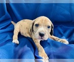 Small Photo #11 Catahoula Leopard Dog-Unknown Mix Puppy For Sale in YELLVILLE, AR, USA