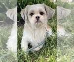 Small Photo #1 Shih Tzu Puppy For Sale in CANOGA, NY, USA