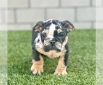 Small #4 English Bulldog