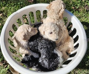 Poodle (Standard) Puppy for Sale in PIEDMONT, Missouri USA