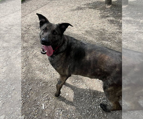 Medium Photo #5 Mutt Puppy For Sale in Elmsford, NY, USA