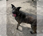 Small #4 Mutt