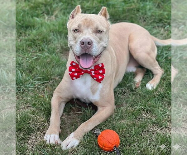 Medium Photo #3 American Staffordshire Terrier-Unknown Mix Puppy For Sale in Cranford, NJ, USA