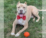 Small #2 American Staffordshire Terrier Mix