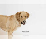 Small #5 Labrador Retriever Mix