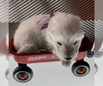 Small Photo #39 German Shepherd Dog Puppy For Sale in WASHINGTON, NJ, USA