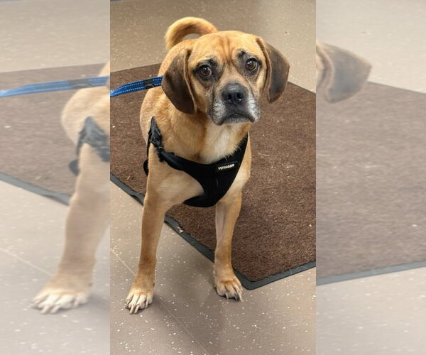 Medium Photo #2 Puggle Puppy For Sale in South Bend, IN, USA