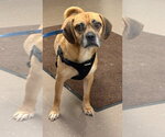 Small #1 Puggle