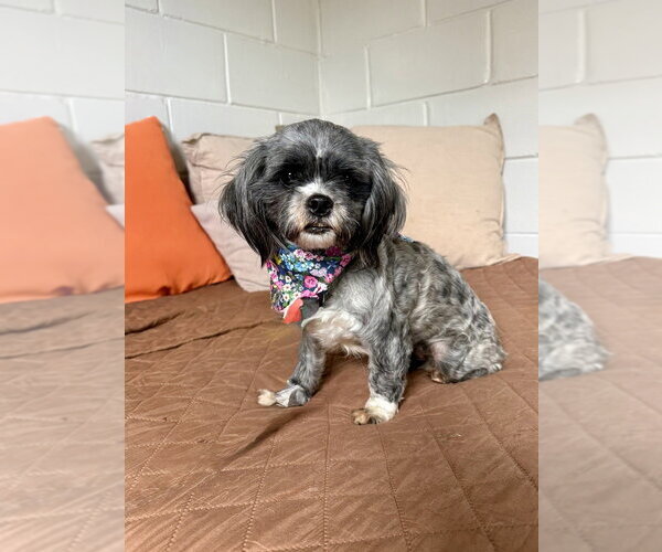 Medium Photo #2 Shih Tzu Puppy For Sale in San Leon, TX, USA