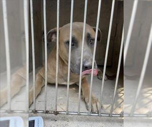 Mastiff-Unknown Mix Dogs for adoption in Oklahoma City, OK, USA