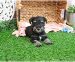 Small #13 Schnauzer (Miniature)