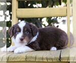 Small #1 Aussie-Poo