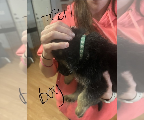 Medium Photo #6 German Shepherd Dog Puppy For Sale in RUSTBURG, VA, USA