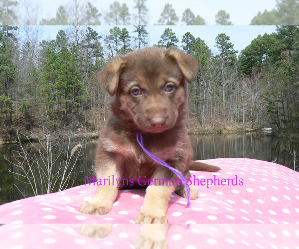 Medium Photo #4 German Shepherd Dog Puppy For Sale in PIEDMONT, MO, USA