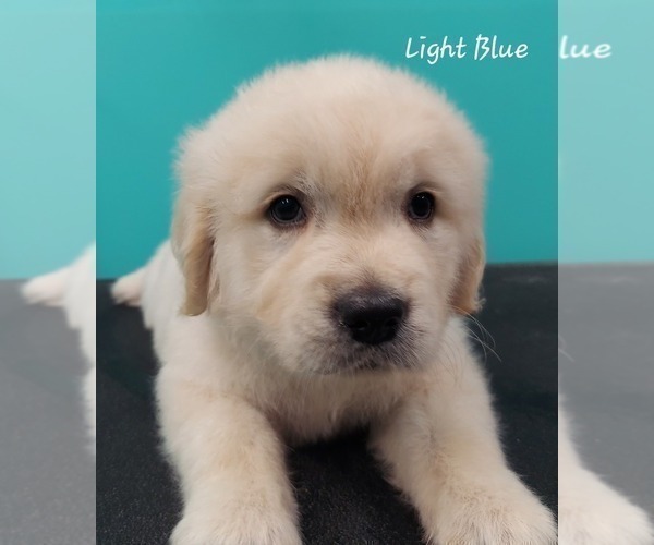 Medium Photo #2 English Cream Golden Retriever Puppy For Sale in CLANTON, AL, USA