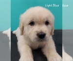 Small #1 English Cream Golden Retriever