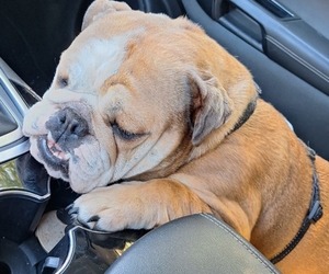 English Bulldog Dog for Adoption in LEBANON, Missouri USA