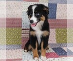 Small #12 Miniature Australian Shepherd