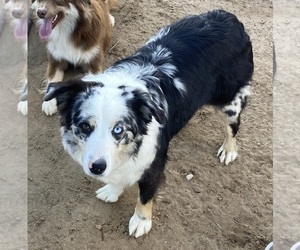 Mother of the Miniature Australian Shepherd puppies born on 08/05/2025