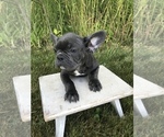 Small Photo #4 French Bulldog Puppy For Sale in GOSHEN, IN, USA
