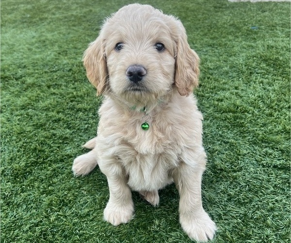 Medium Photo #79 Goldendoodle Puppy For Sale in PHOENIX, AZ, USA