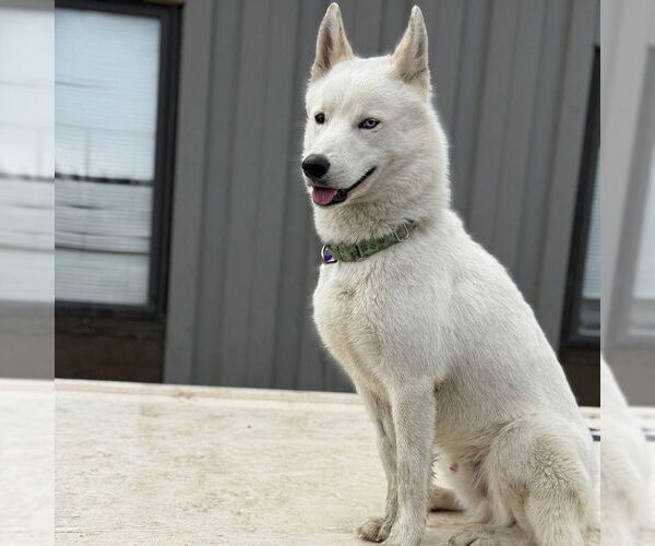 Medium Photo #32 Huskies -Unknown Mix Puppy For Sale in Fargo, ND, USA