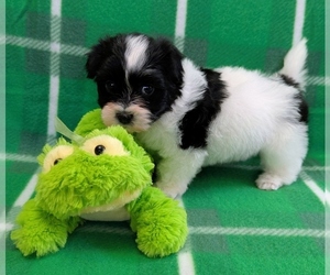 Havanese Puppy for sale in POST FALLS, ID, USA