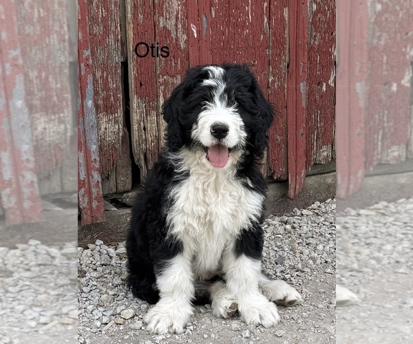 Medium Photo #1 Bernedoodle Puppy For Sale in SIBLEY, IL, USA