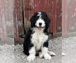 Puppy Otis Bernedoodle