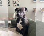 Small #5 American Pit Bull Terrier-Labrador Retriever Mix