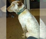 Small Photo #2 Labrador Retriever-Unknown Mix Puppy For Sale in Frankston, TX, USA