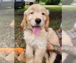 Small Photo #6 Goldendoodle Puppy For Sale in WACO, TX, USA